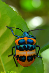 Poecilocoris donovani