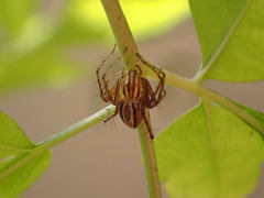 Oxyopes elegans