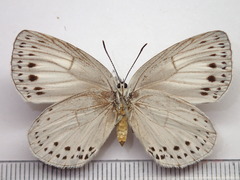 Artopoetes pryeri