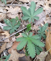 Potentilla recta