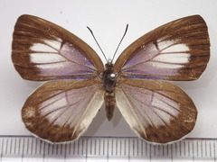 Artopoetes pryeri