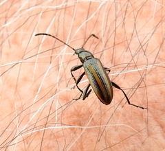 Neoeutrapela