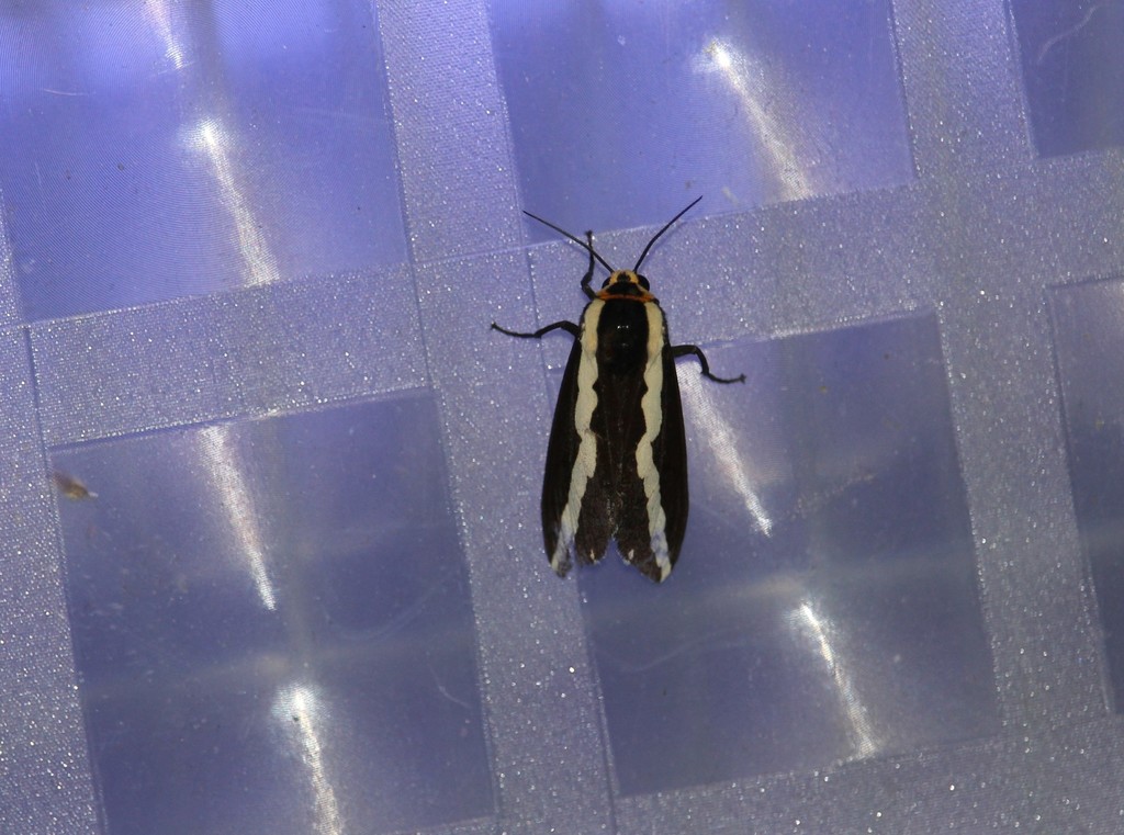 Nannoarctia conjuncta
