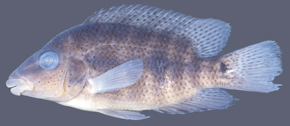 Redspot Cichlid