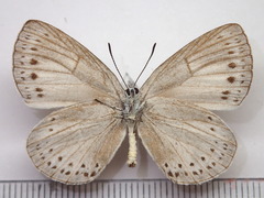 Artopoetes pryeri