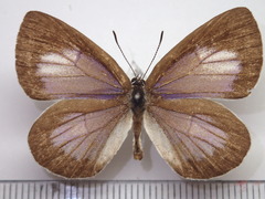 Artopoetes pryeri