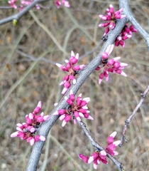 Cercis canadensis