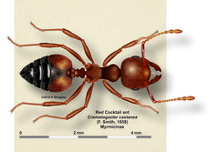 Crematogaster castanea