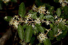 Asterolasia exasperata