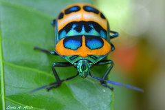 Poecilocoris donovani