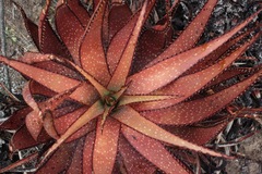 Aloe microstigma
