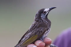 Purnella albifrons