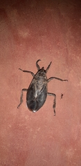 Belostoma