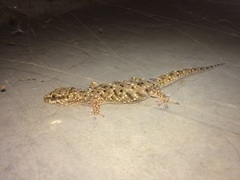 Pachydactylus capensis