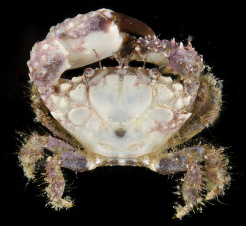Paraxanthias notatus