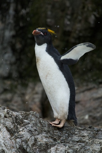 Eudyptes chrysolophus