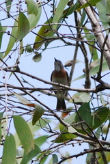 Conopophila albogularis