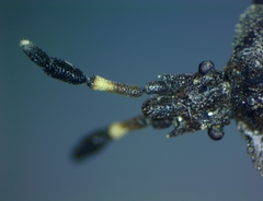 Aradus quadrilineatus