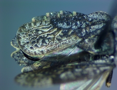 Aradus quadrilineatus