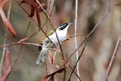 Melithreptus albogularis