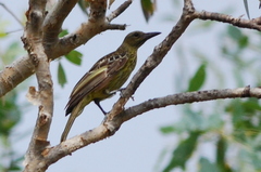 Oriolus flavocinctus