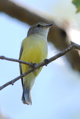 Microeca flavigaster