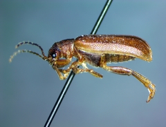 Syneta extorris