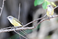 Microeca flavigaster