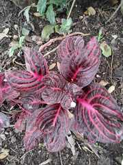 Iresine diffusa herbstii