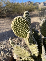 Opuntia microdasys