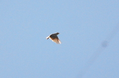 Mirafra javanica