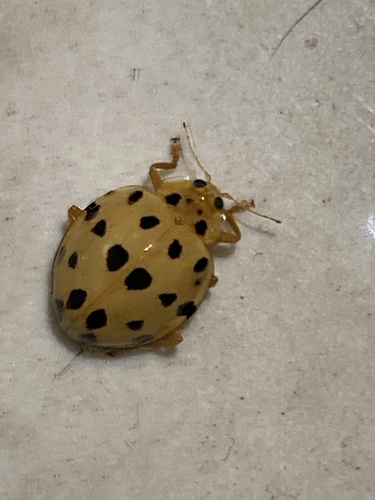 Neohalyzia perroudi