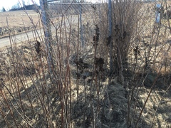 Eriophyes rhoinus