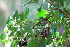 Conopophila albogularis