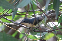 Myiagra ruficollis