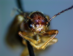 Syneta extorris