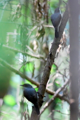 Eopsaltria pulverulenta