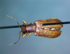 Syneta extorris