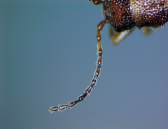 Syneta extorris