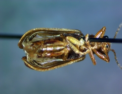Syneta extorris