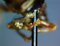 Syneta extorris