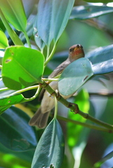 Myzomela erythrocephala