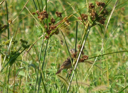 Dark-throated Seedeater (Sporophila ruficollis), photo 5