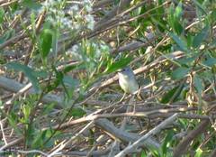 Serpophaga griseicapilla