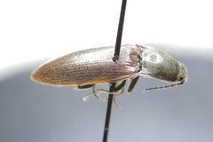 Acteniceromorphus spinosus