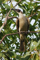 Philemon argenticeps