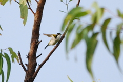 Melithreptus albogularis
