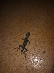 Anolis sagrei