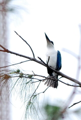 Todiramphus sordidus