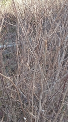 Toxicodendron diversilobum